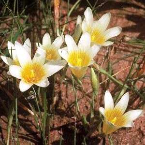 Romulea leipoldtii Seeds - Sow Autumn - Indigenous - Buy Seeds For South African Bulbs