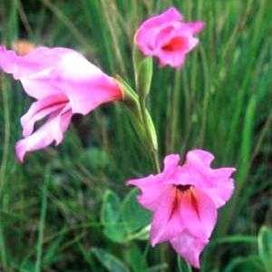 Gladiolus oppositiflorus Seeds - Sow Autumn - Indigenous Bulb Seeds from South Africa