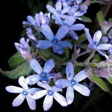 10 Blue Star or Blue Flowered Milkweed Vine Seeds ~ Tweedia caerulea Seeds - Exotic Vine Seeds
