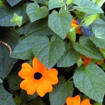 10 Thunbergia alata Seeds - Black-Eyed Susan - Indigenous Creeper, Climber
