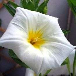 5 Morning Glory 'White Ensign' Convolvulus tricolor Seeds - Creeper Groundcover