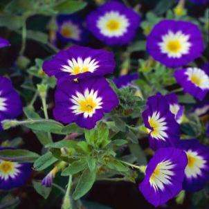 Morning Glory 'Blue Ensign' Convolvulus tricolor Seeds - Groundcover Creeper