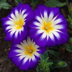 10 Morning Glory 'Blue Ensign' Convolvulus tricolor Seeds - Creeper Climber Groundcover
