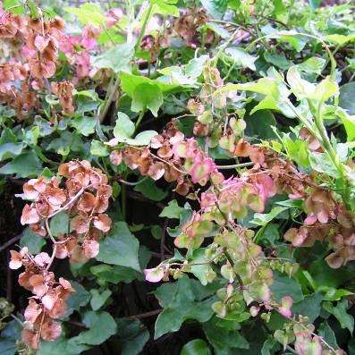 10 Rumex sagittatus Seeds ~ Climbing dock - Climber Creeper - Frost Hardy Perennial