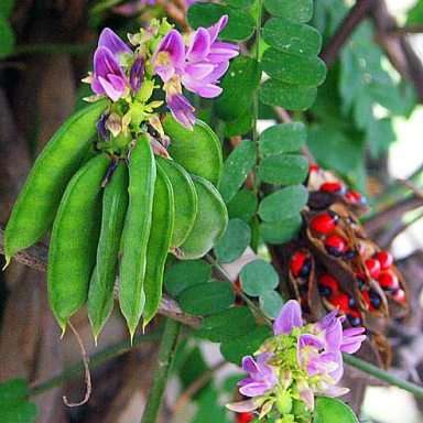 10 Abrus precatorius Seeds - Lucky Bean Creeper / Black-eyed Susan / Rosary Pea