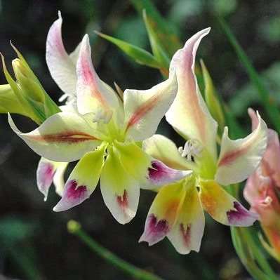 10 Gladiolus scullyi Seeds - Indigenous Bulbs Seeds
