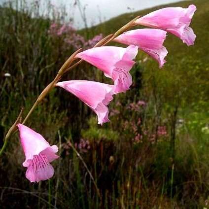 Gladiolus hirsutus Seeds - Indigenous South African Bulb Seeds for Sale in South Africa