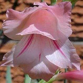 10 Gladiolus ochroleucus Seeds - Indigenous Bulbs Seeds