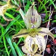 Gladiolus recurvus Seeds - Indigenous South African Perennial Bulb - Global Shipping