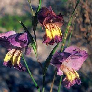 Gladiolus carinatus Seeds - Indigenous South African Bulb Seeds for Sale in South Africa