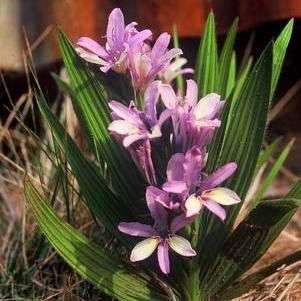 Babiana fragrans Seeds - Buy Seeds for South African Indigenous Bulbs -Combined Worldwide Shipping