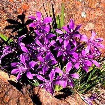 10 Babiana flabellifolia Seeds - Indigenous Bulbs Seeds