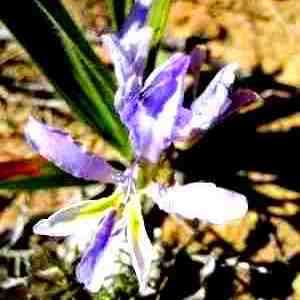 10 Babiana patersoniae Seeds - Indigenous Bulbs Seeds