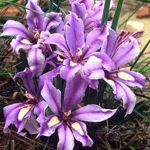 Babiana sambucina Seeds - Buy Seeds for South African Indigenous Bulbs - Worldwide Shipping!