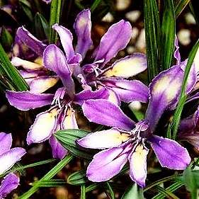 10 Babiana attenuata Seeds - Indigenous South African Bulb Seeds for Sale in South Africa