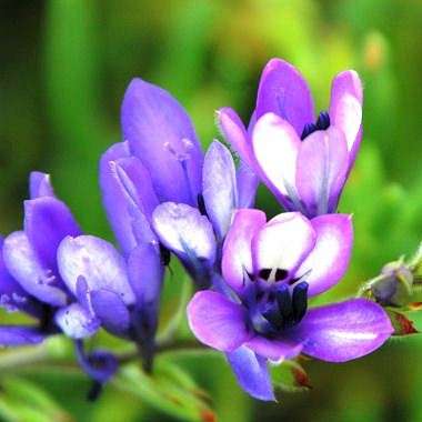 5 Babiana inclinata Seeds - Seeds for South African Indigenous Bulbs -Combined Worldwide Shipping