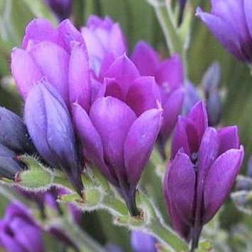 5 Babiana stricta Seeds - Indigenous Bulbs Seeds