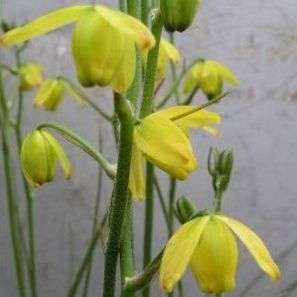 10 Albuca shawii Seeds - Indigenous Bulbs Seeds