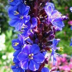 10 Aristea capitata - blue Seeds - Indigenous South African Native Perennial Evergreen Bulb