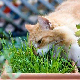 10 Cat Grass Seeds ~ Dactylis glomerata Seeds ~ Herbs