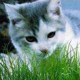 Grow your own Cat Grass!! - Dactylis glomerata Seeds ~ Herbs