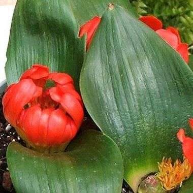 Daubenya aurea Seeds - Indigenous Bulbs Seeds