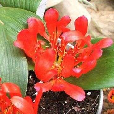 10 Daubenya aurea Seeds - Indigenous Bulbs Seeds