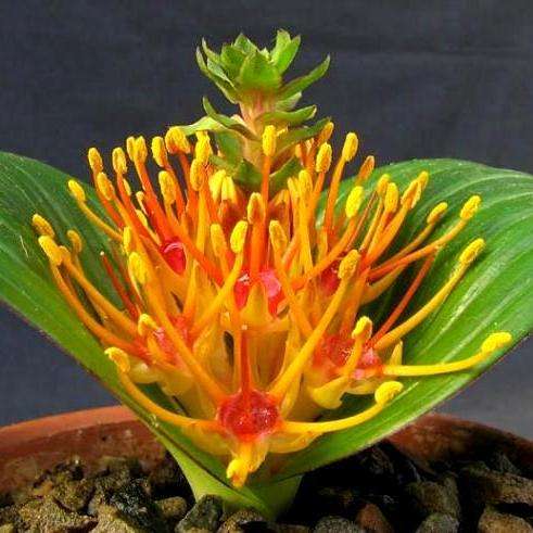 10 Daubenya marginata Seeds - Indigenous Bulbs Seeds