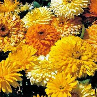 30 Calendula officinalis Seeds - Calendula Pacific Beauty - Sow Spring Autumn - Annual
