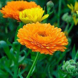 Calendula officinalis Seeds - Calendula Pacific Beauty - Sow Spring or Autumn - Annual