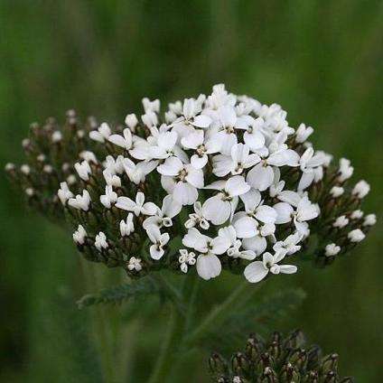 White Yarrow, Bloodwort Seeds - Achillea millefolium - Perennial Seeds - Sow Spring Autumn