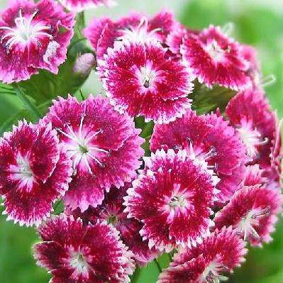 Dianthus barbatus Seeds - Sweet William - Sow Spring Autumn - Biennial Seeds