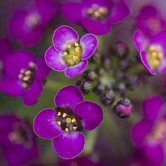 Royal Carpet Sweet Alyssum Seeds - Lobularia maritima - Sow Spring Autumn- Annual Seeds