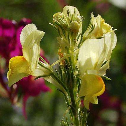 Morrocan Toad flax Seeds - Linaria maroccana - Annual Seeds