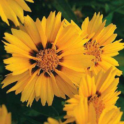 100 Lance-Leaved Coreopsis Seeds ~ Coreopsis lanceolata - Perennial Seeds