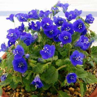 California Blue Bells Seeds - Phacelia campanularia - Sow Spring Autumn - Annual