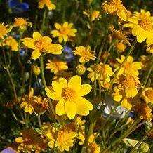 California Goldfields Seeds - Lasthenia glabrata - Sow Spring Autumn - Annual