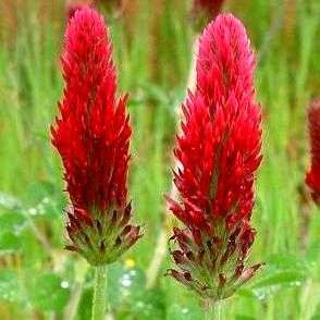 Crimson Clover Seeds - Trifolium incarnatum - Sow Spring Autumn - Annual