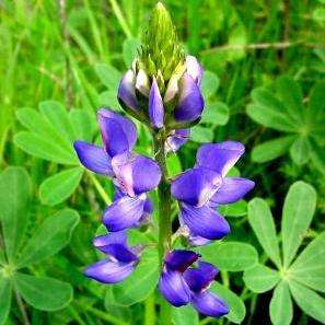 20 Succulent Lupine Seeds - Lupinus succulentus - Sow Spring Autumn - Annual