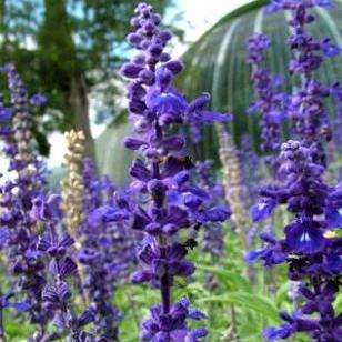50 Blue Sage Seeds - Salvia farinacae - Sow Spring - Perennial Seeds