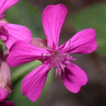Sweet William Catchfly Seeds - Silene armeria - Sow Spring Autumn - Annual