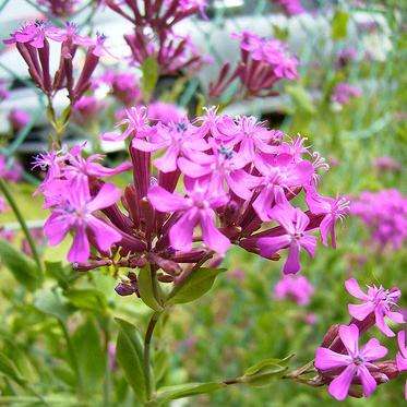 1000+ Sweet William Catchfly Seeds - Silene armeria - Sow Spring Autumn - Annual