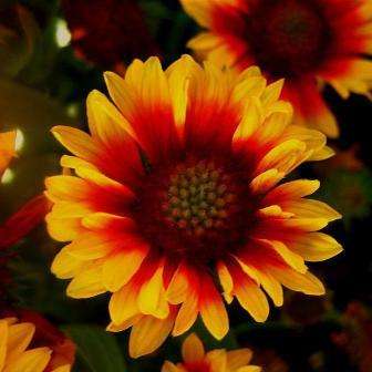 50 Blanket Flower Seeds - Gaillardia aristata - Sow Spring Summer Autumn - Perennial Seeds
