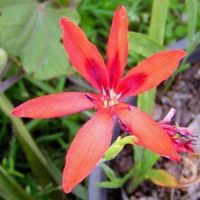 3 Freesia grandiflora Seeds - syn. Anomatheca grandiflora Seeds - Indigenous Perennial Bulb