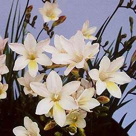 10 Freesia alba Seeds - Sow Autumn - Indigenous South African Bulb Seeds - Flat Ship Rate
