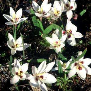 10 Hesperantha luticola Seeds - Indigenous South African Native Bulbous Perennial, Global Shipping