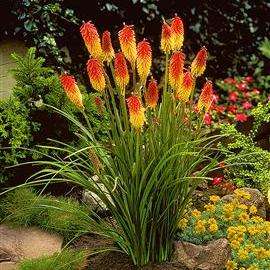 10 Kniphofia uvaria Seeds - Sow Autumn or Spring - Indigenous Bulbs Seeds