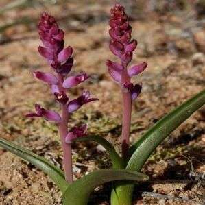 10 Lachenalia namaquensis Seeds - Indigenous Bulbs Seeds