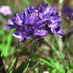 10 Lapeirousia corymbosa Seeds - Sow Autumn - Indigenous Bulbs Seeds