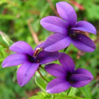 10 Monopsis unidentata Seeds - Sow Autumn - Buy Seeds for Annuals Indigenous to South Africa